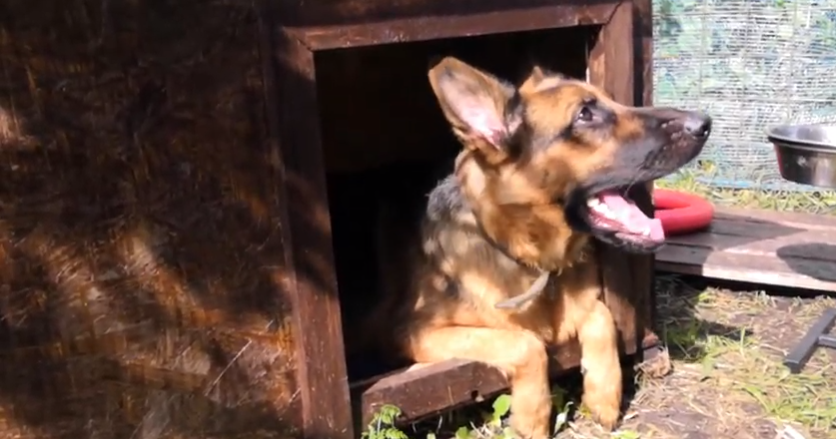 Наша Белка. Герой нашей истории. 