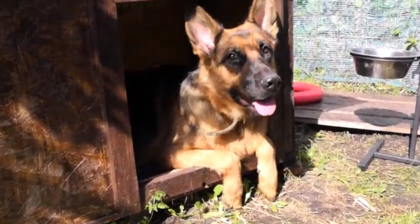 Живет счастливая.