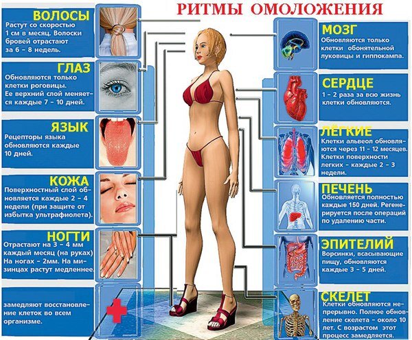 Скорость обновления человеческого организма