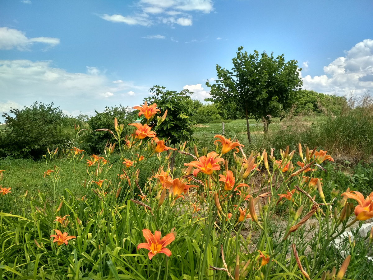 Дачные цветочки