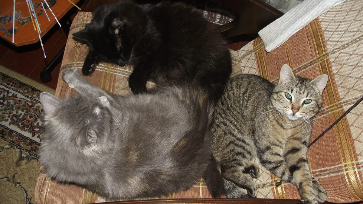 кот и кошки