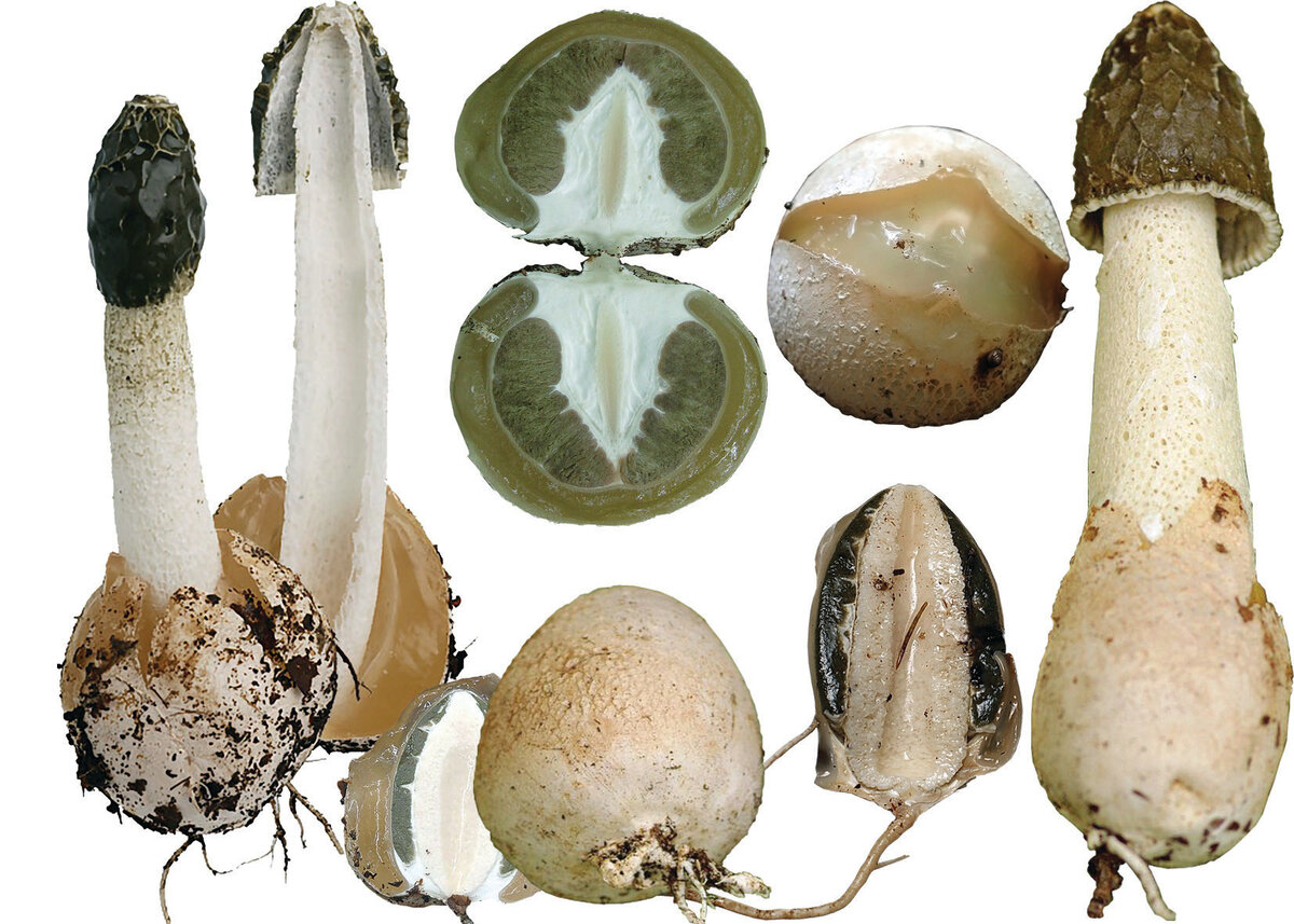 Гриб "Веселка"