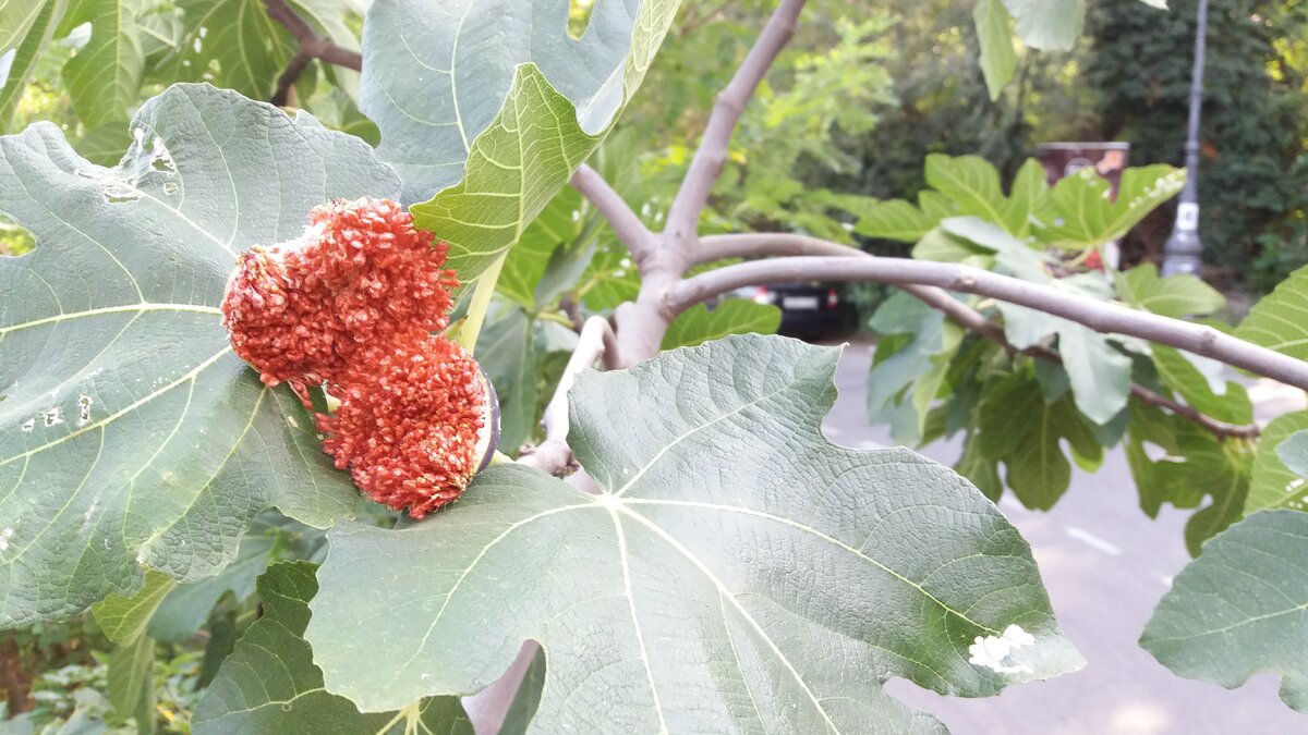 Из личного архива. От высокой влажности плоды инжира лопаются.