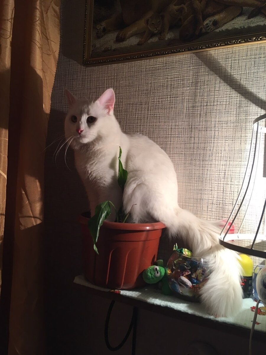 Надо "мужское счастье" выращивать