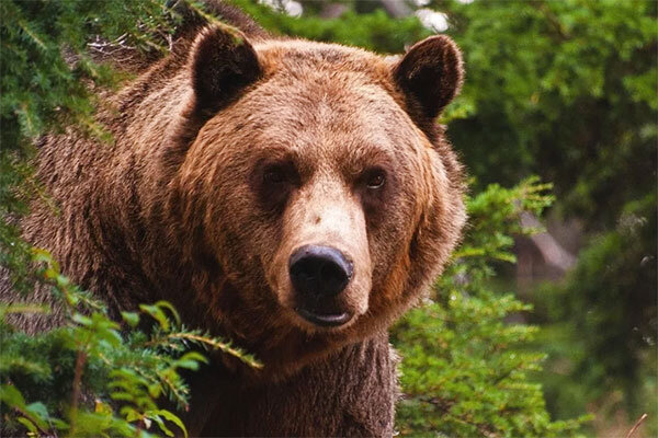 Источник фото сервис Яндекс.Картинки