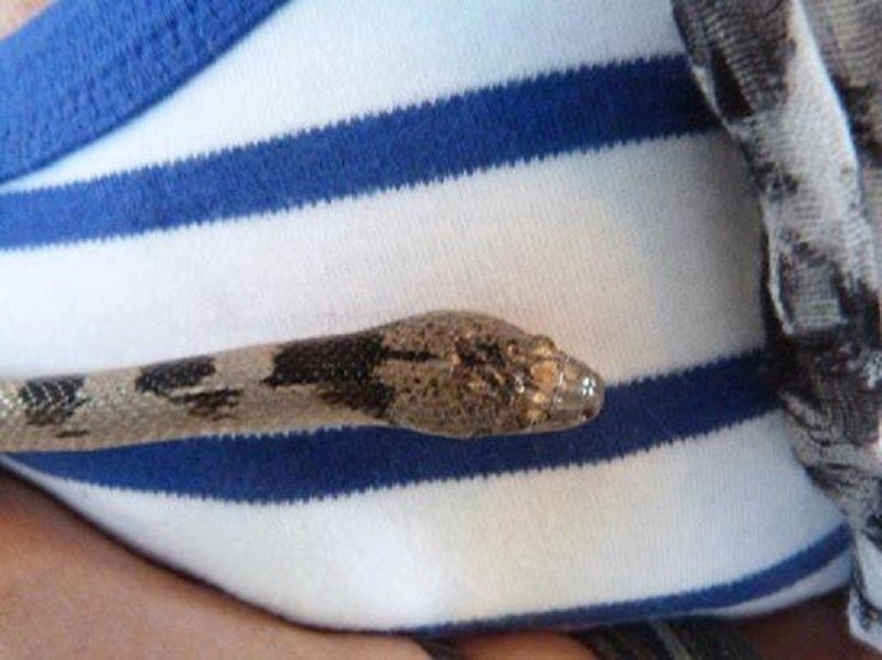 Змейка с маленьким крестом на голове