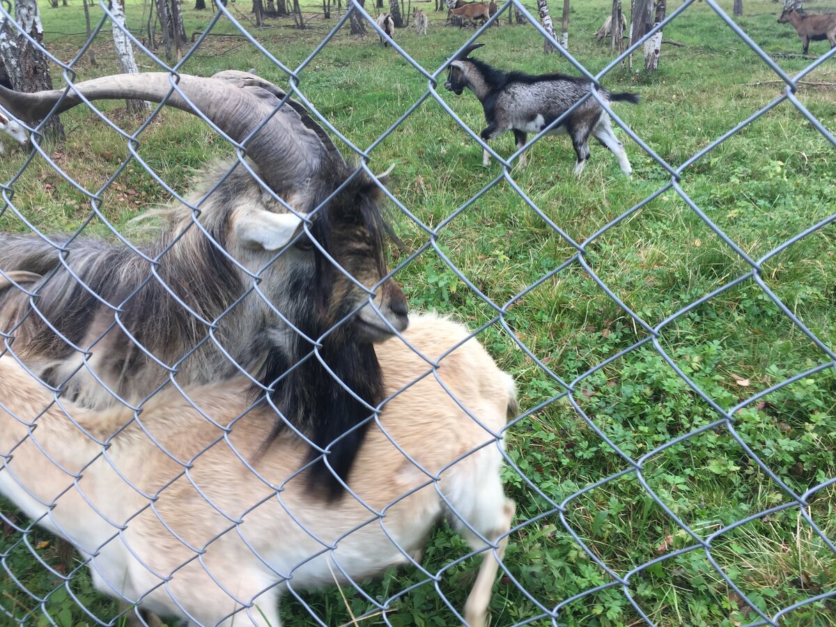 Зверей и людей отделяет сетчатый забор