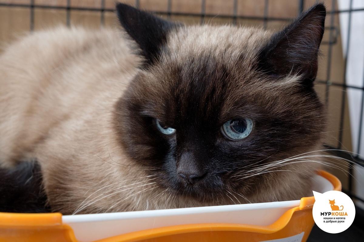 Равноценный обмен: им нужен дом, а вам точно необходим котик! 🏡😺 | Центр  помощи кошкам «Муркоша» | Дзен