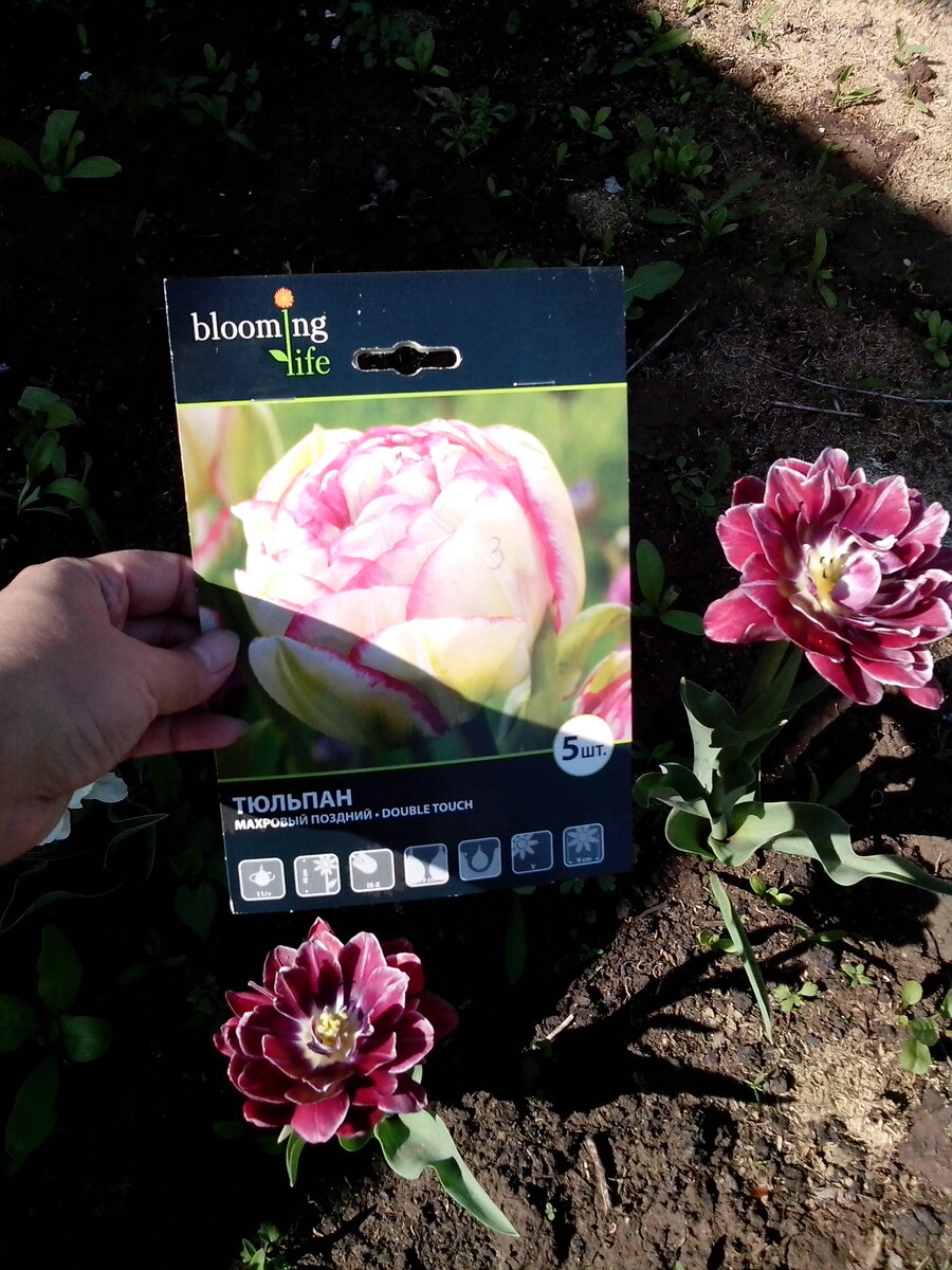 Сильно раскрылись. Не успела сфотографировать как на картинке. Были похожи.