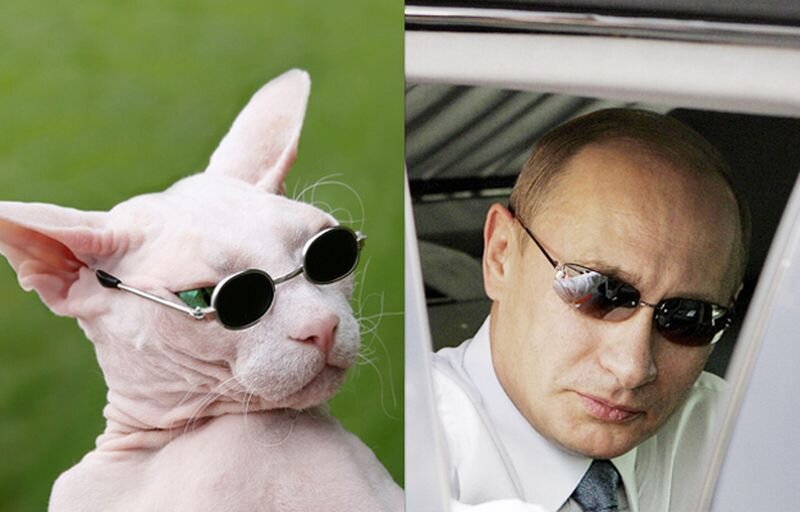 Сфинкс похожий на Путина