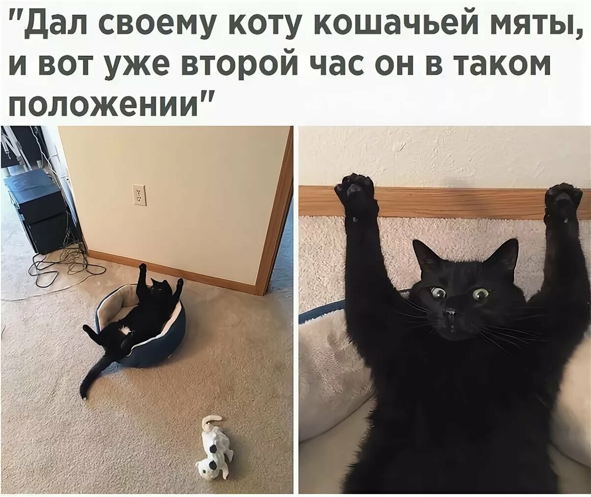 Новые картинки со смешными надписями. Коты приколы с надписями. Котики смешные с надписями до слез. Смешные коты мемы с надписями. Смешные коты с надписями.