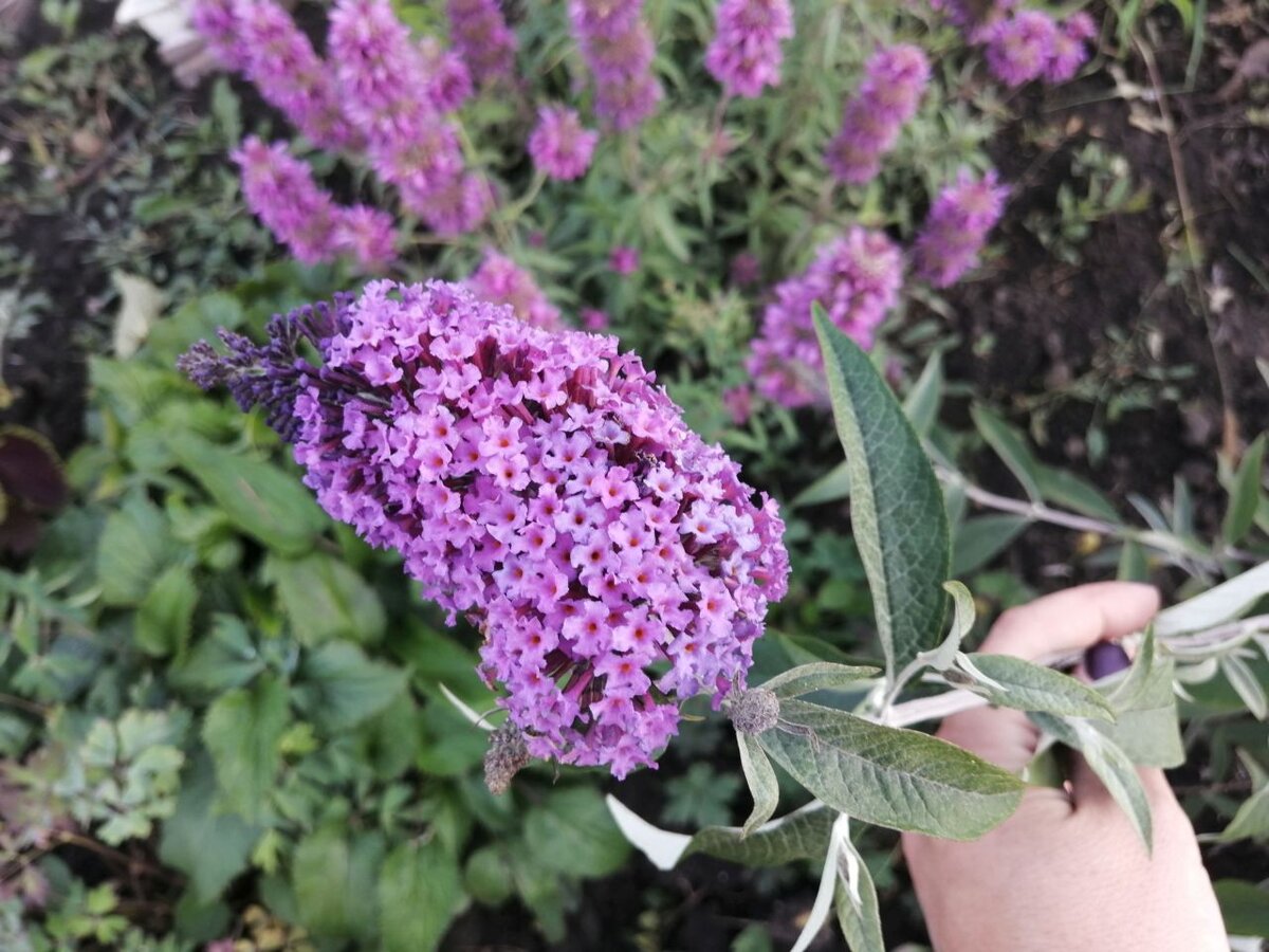 Красота! Мне и самой нравится результат, и все гости поражаются: "Буддлея!? У нас?"