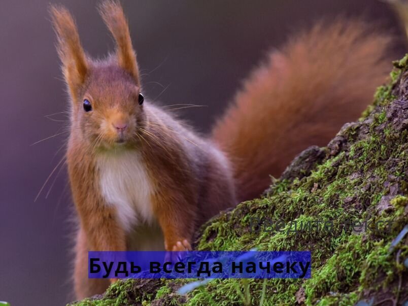 Фото с портла: https://www.nastol.com.ua