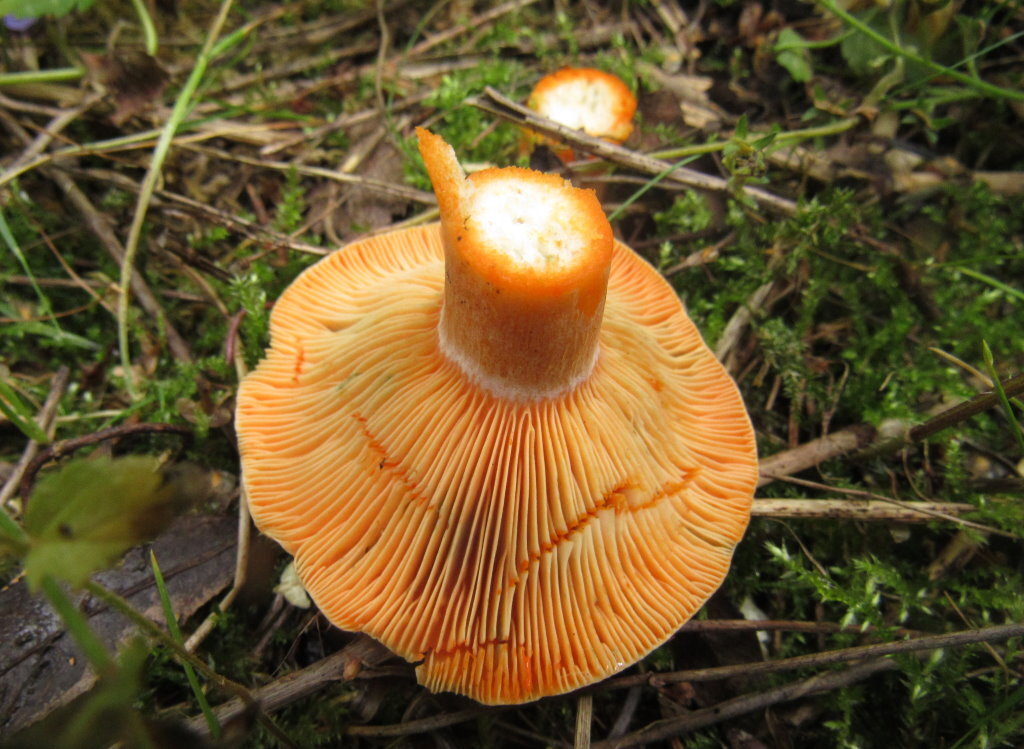 рыжик сосновый/боровой (lactarius deliciosus);. королевский рыжик гриб. приморский край гриб рыжик. свердловский рыжик конфеты. рыжик отзыв.