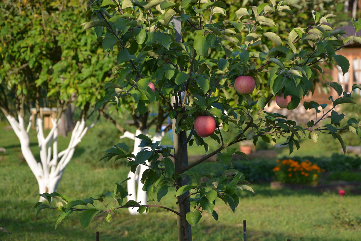 Усадьбушка. Фото яблони с яблоками в саду. Яблоки на даче. Яблоня Услада фото дерева.