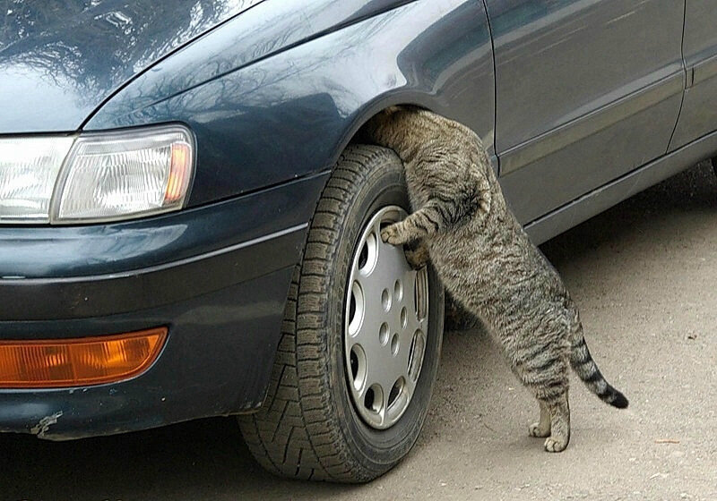 Кот механик. Кот чинит машину. Кот ремонтирует автомобиль. Кошка в машине. Кот на колесе машины.