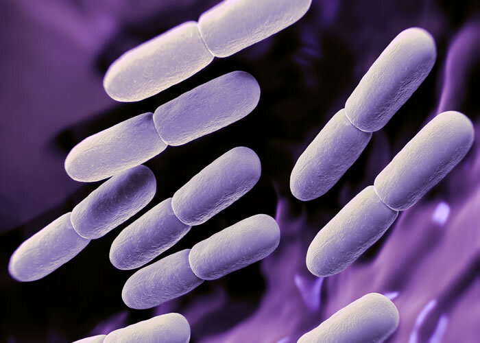 Бактерии в основе. Бактерии молочнокислого брожения. Молочнокислые бактерии микробиология. Палочки молочнокислого брожения. Молочнокислые бактерии под микроскопом.