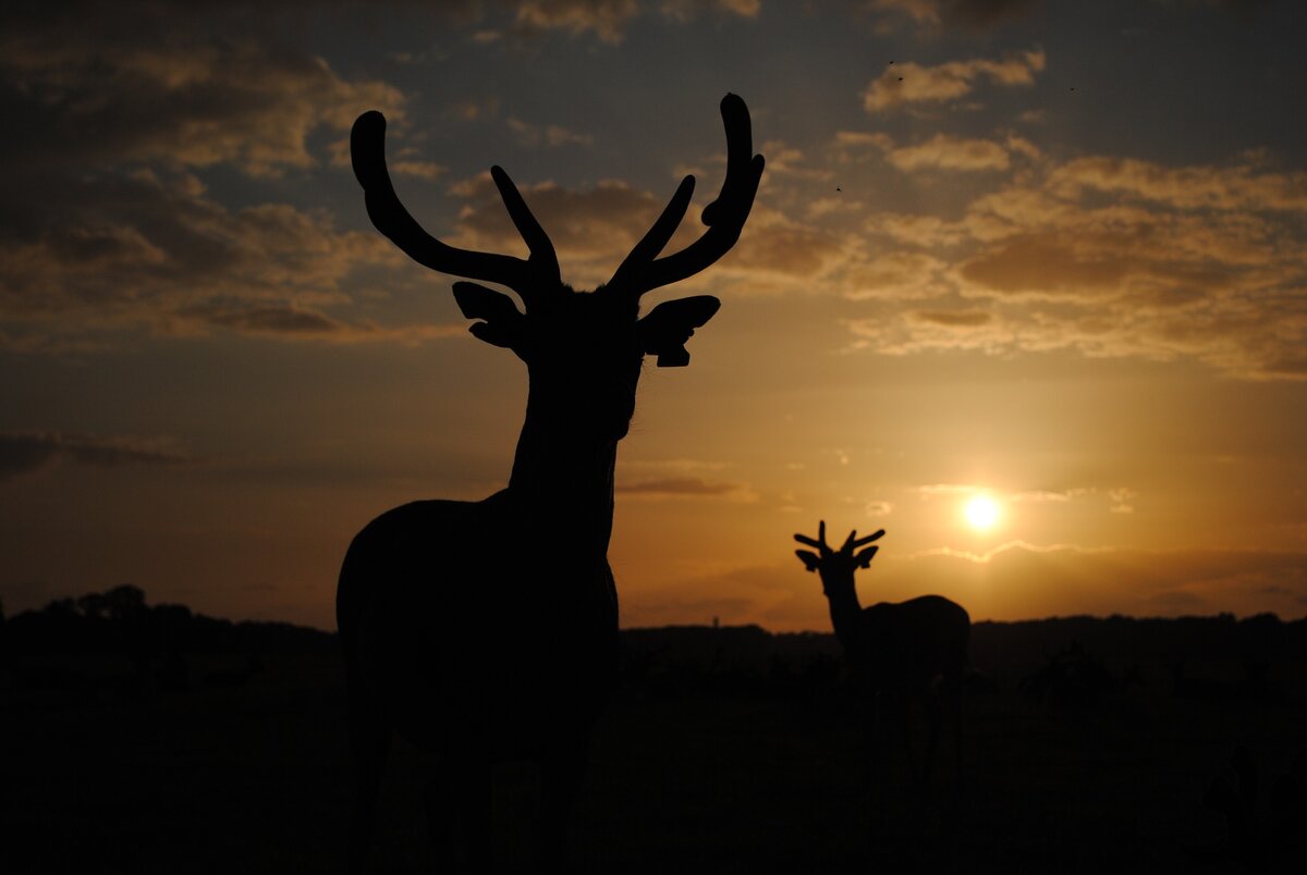 https://pixabay.com/ru/photos/%D0%BE%D0%BB%D0%B5%D0%BD%D1%8C-%D0%B7%D0%B0%D0%BA%D0%B0%D1%82-%D1%80%D0%BE%D0%B6%D0%BA%D0%B8-%D1%81%D0%B8%D0%BB%D1%83%D1%8D%D1%82-%D0%BB%D0%B0%D0%BD%D1%8C-1206896/