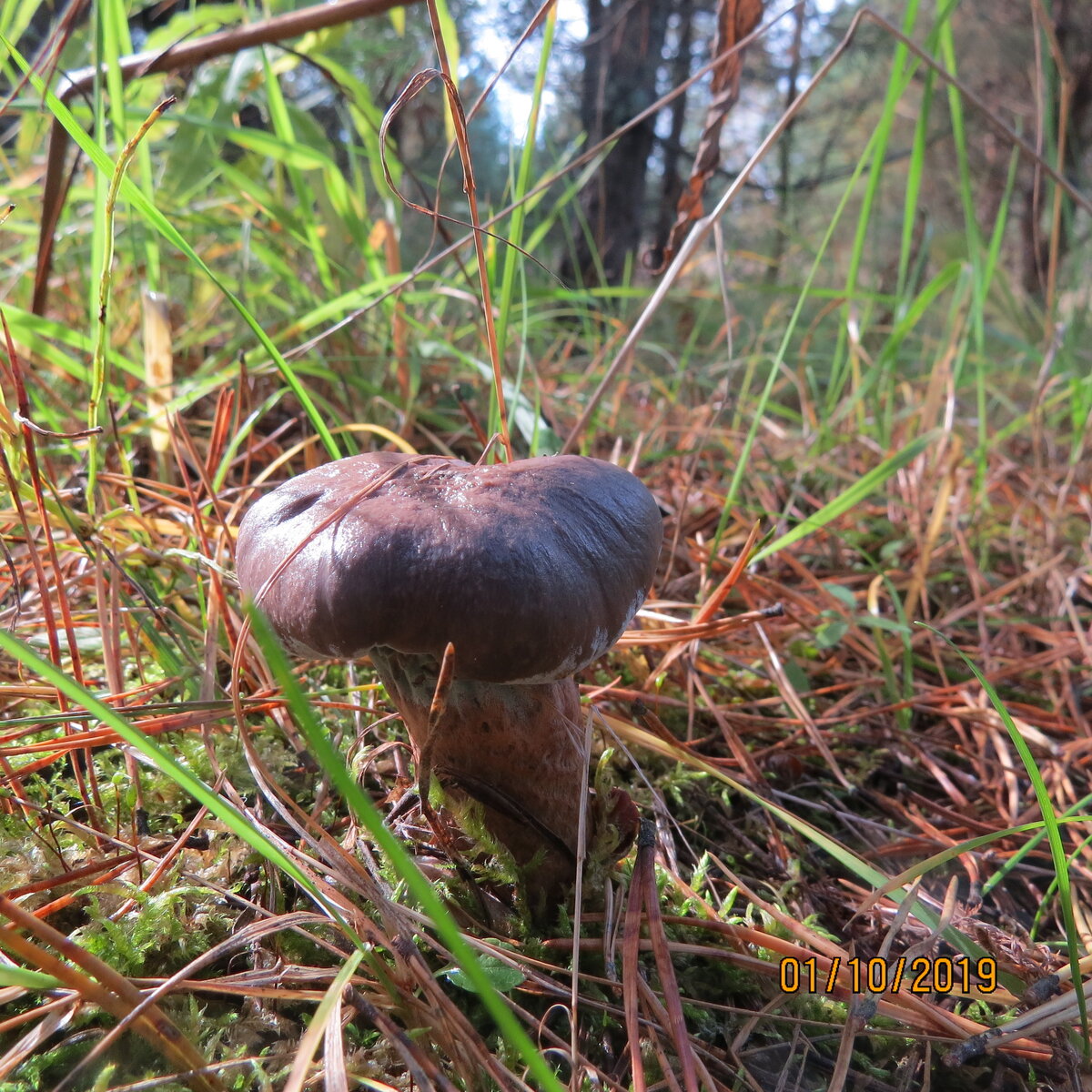 Мокруха пурпуровая, делает ваше грибное блюдо цветным, после отваривания веселого фиолетового цвета.