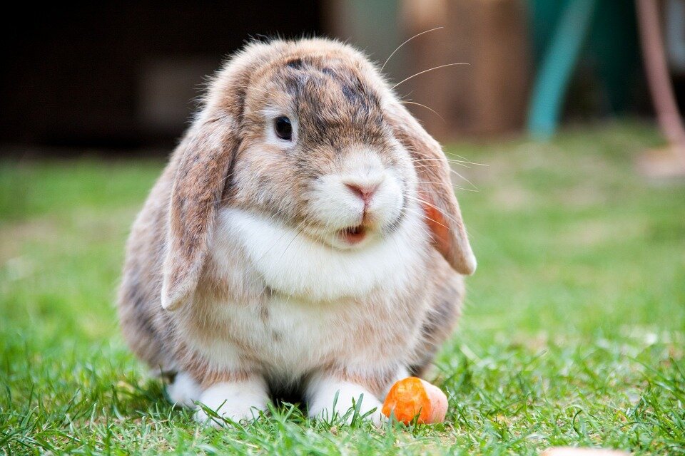 https://pixabay.com/photos/lop-eared-rabbit-hare-animal-314881/