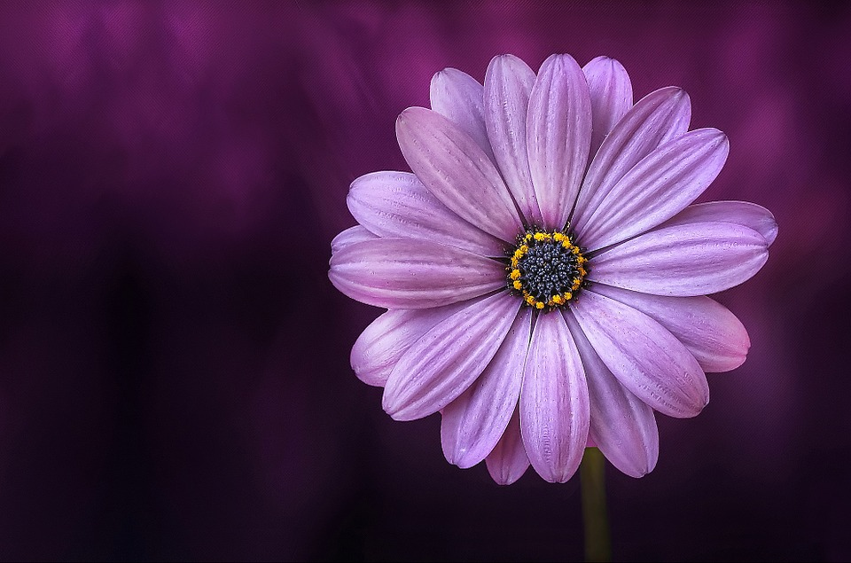 https://cdn.pixabay.com/photo/2015/04/19/08/33/flower-729512_960_720.jpg