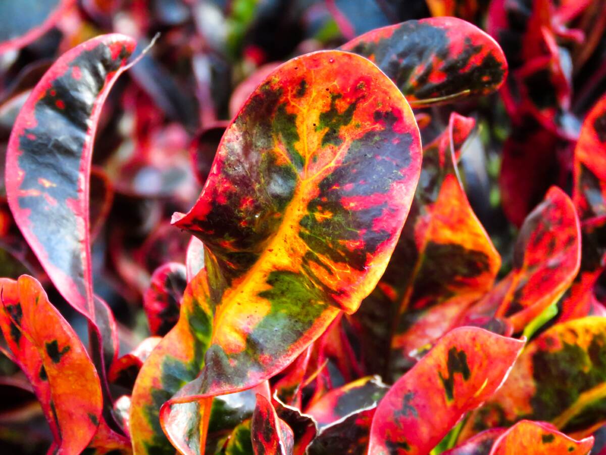https://freephotos.cc/ru/color-trends#937
