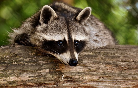 https://cdn.pixabay.com/photo/2018/07/14/17/46/raccoon-3538081__340.jpg