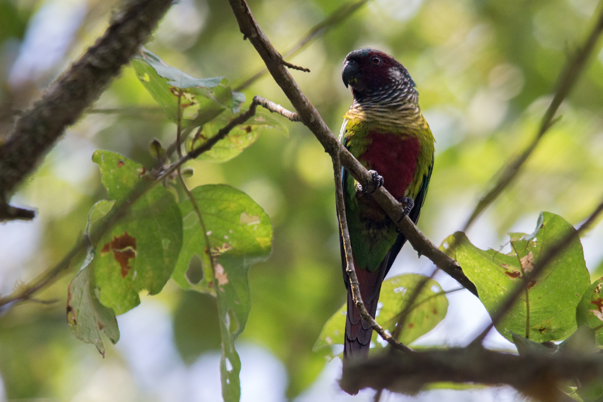  https://upload.wikimedia.org/wikipedia/commons/d/d3/Venezuelan_Parakeet_-_Perico_Pintado_%28_Pyrrhura_picta_emma%29_%2815839019737%29_%282%29.jpg