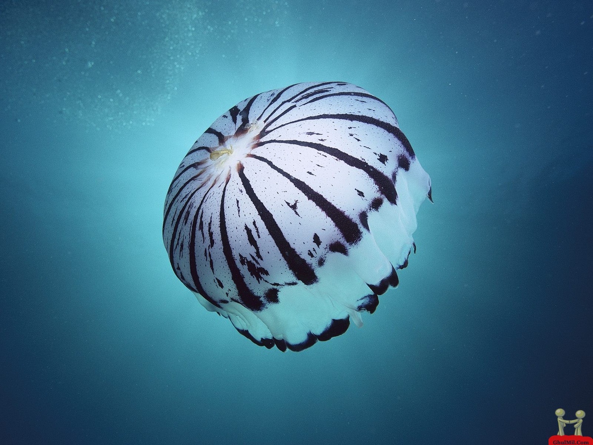 https://www.firestock.ru/meduza-jellyfish/