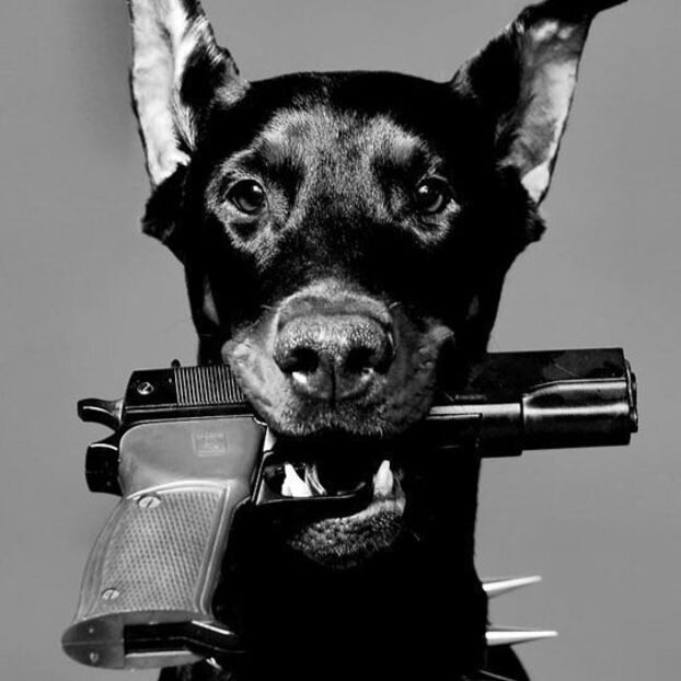 Девятимиллиметровый доберман.