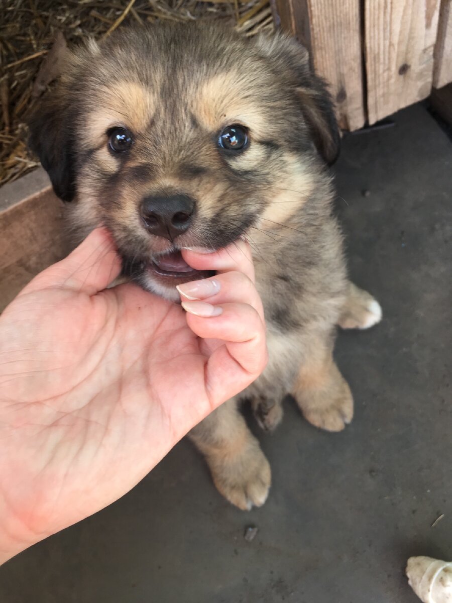 Привет 👋 я ЗЕВС🐶