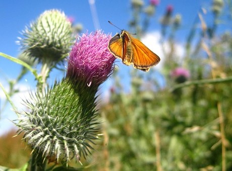 https://cdn.pixabay.com/photo/2016/07/12/00/04/large-skipper-1511025__340.jpg
