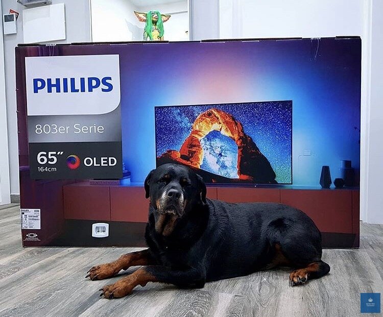 Телевизор Philips и пёсик)