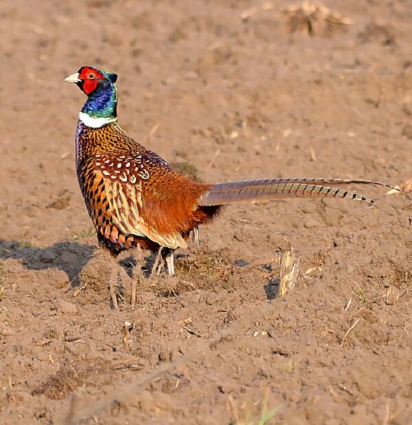 Фазан. Источник: Яндекс.Картинки