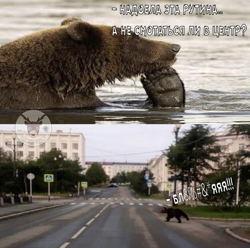 Мишку гоняли по всему городу машины ДПС и всё-таки застрелили.