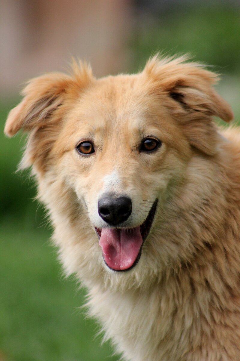 Лиззи, приют солнцево