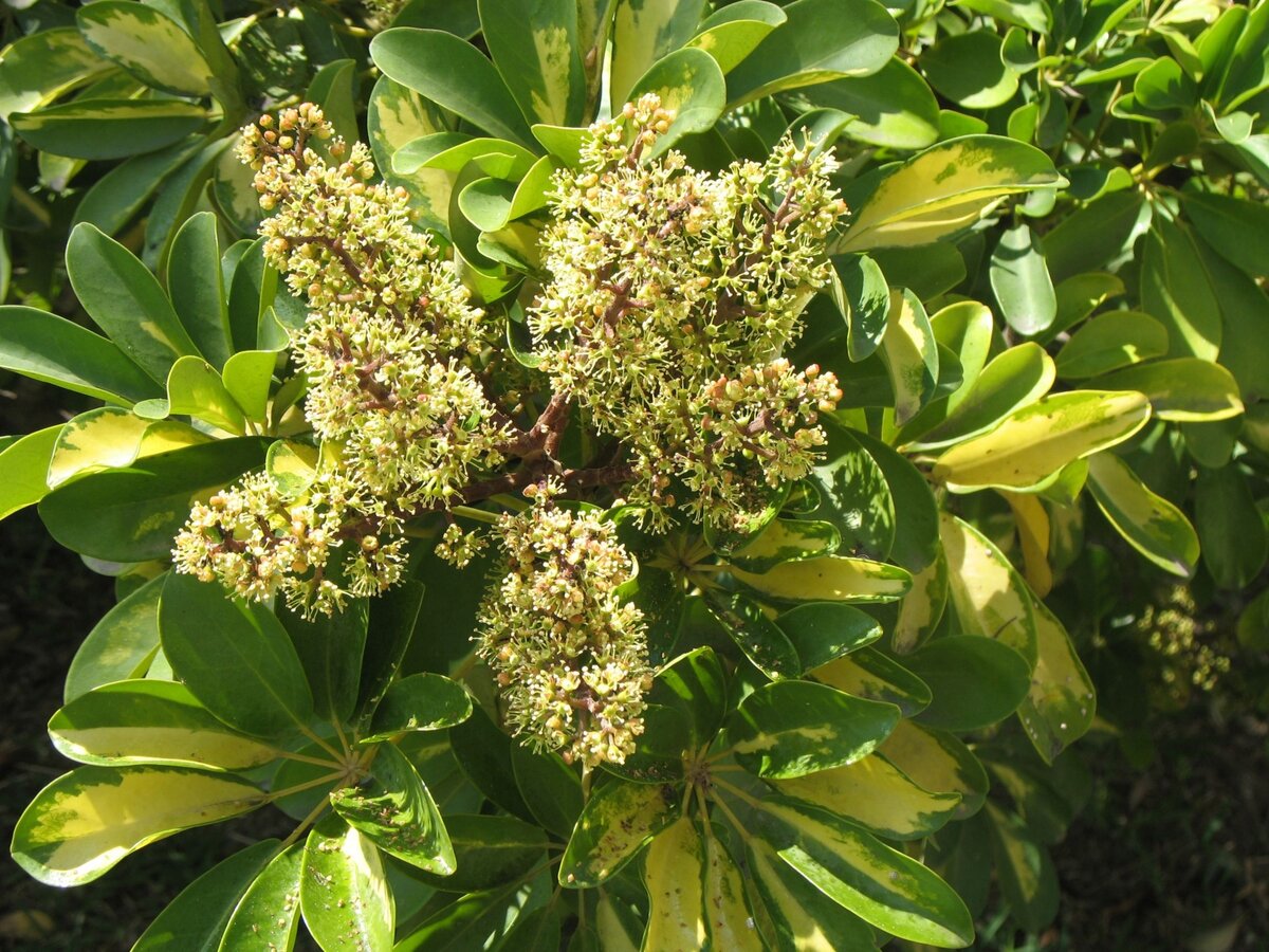 Schefflera arboricola цветок