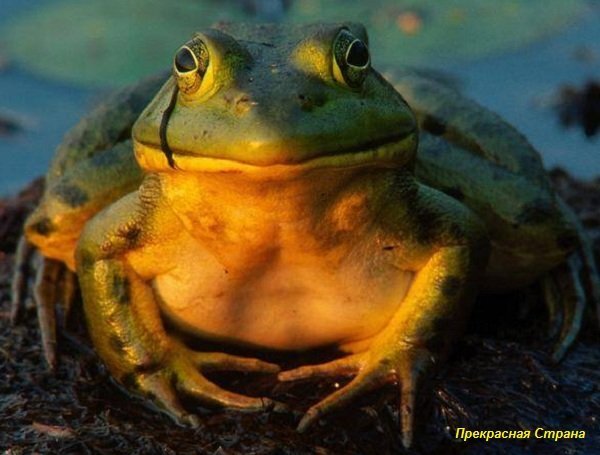 Почему лягушки не замерзают зимой? К них вместо крови в морозы – глицерин и спирт!