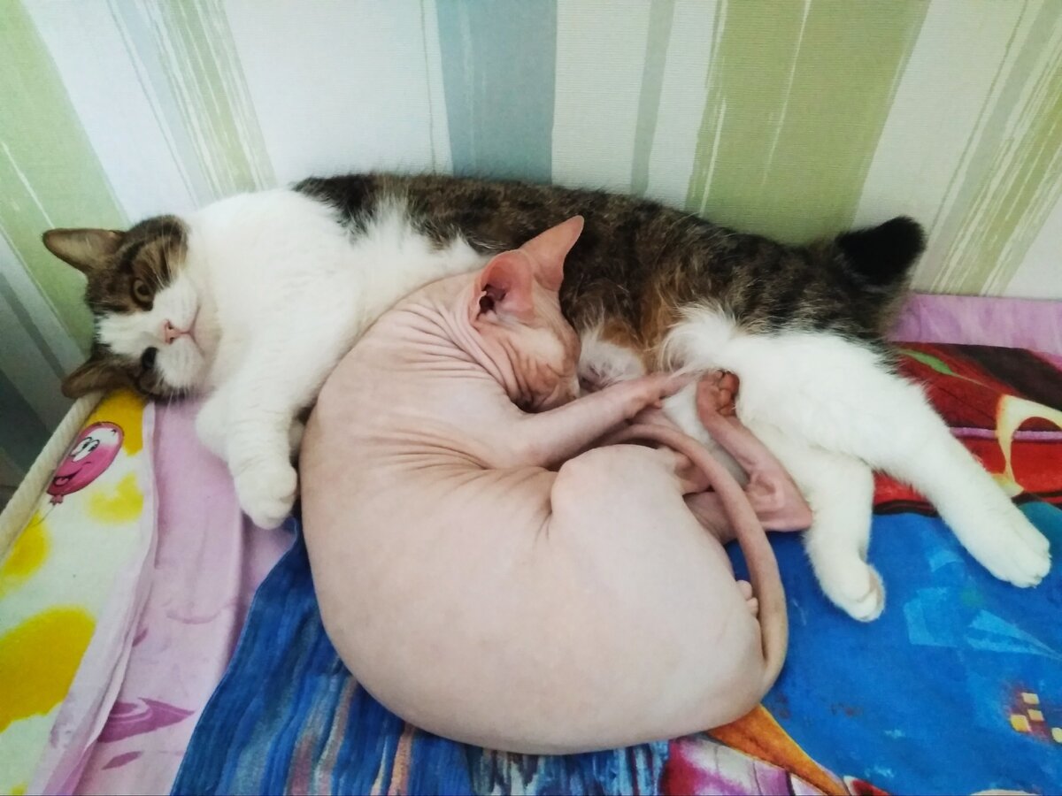 Чем могут помочь кошки?