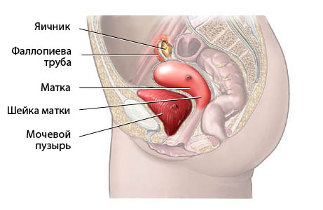 Источник: https://moydiagnos.ru