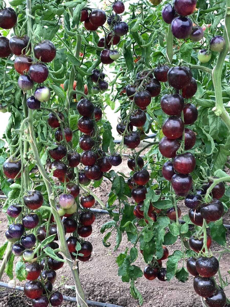 Томат сорта Черная Галактика от СеДеК