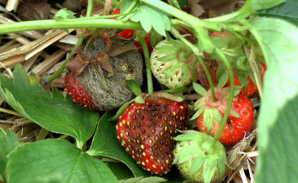 Заболевшая клубника