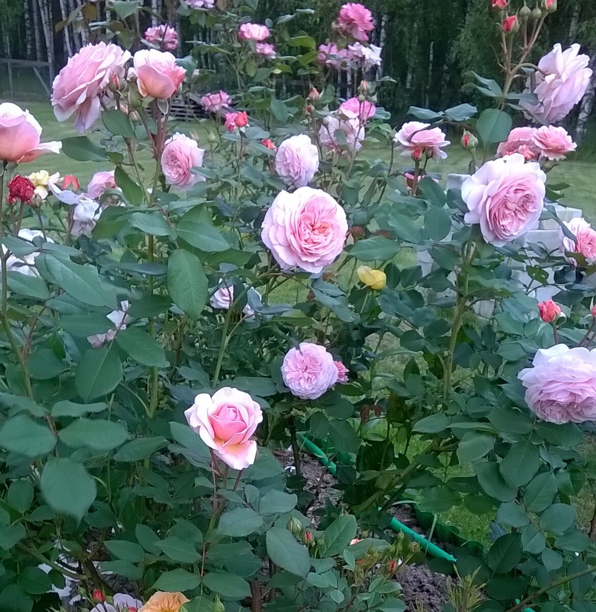 A Shropshire Lad, фото автора