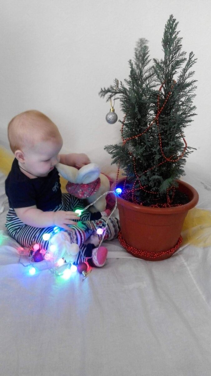 Только купленная ёлочка