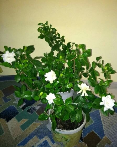 На одном кусте могут быть цветы разной формы.