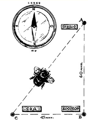 Маршрут шмеля