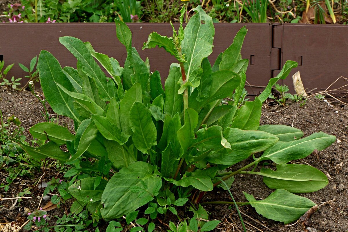 Щавель. (Rumex acetosa