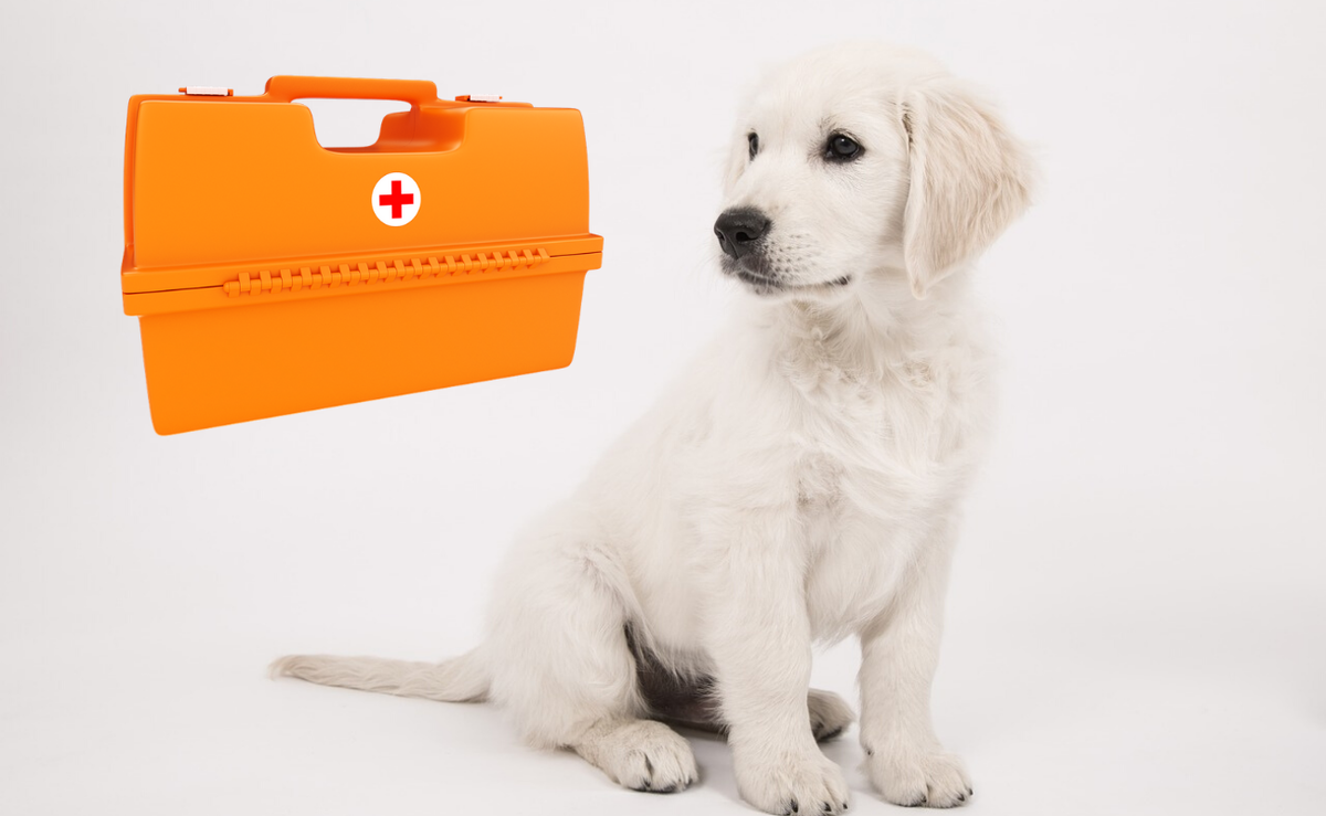 Собакина аптечка:)