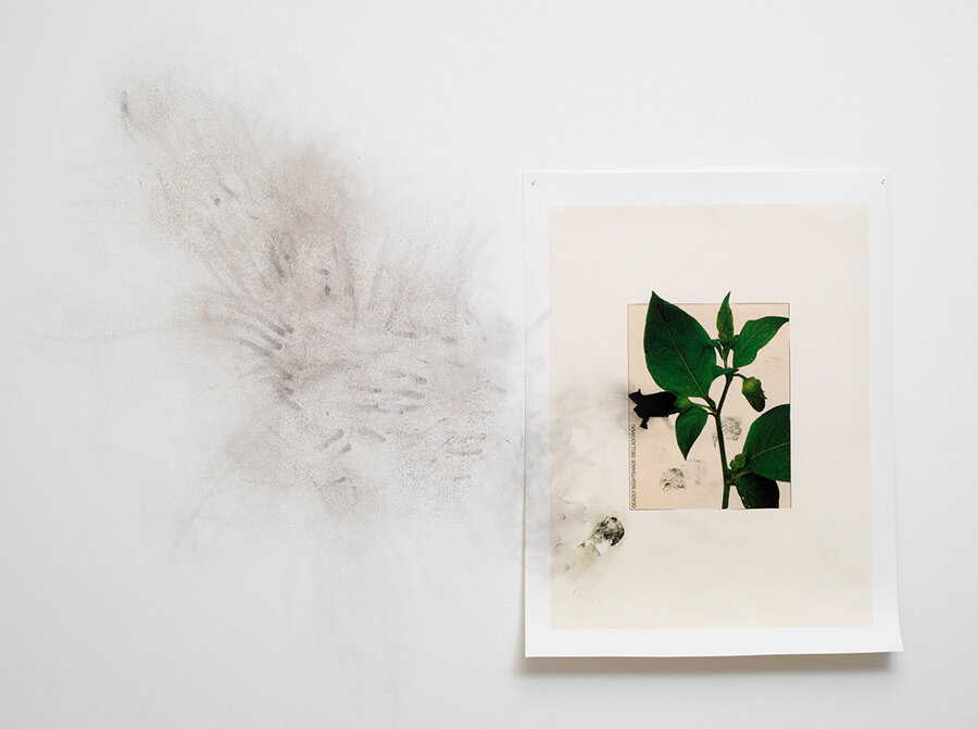 Джимми Роберт, Без названия (Белладонна) , 2007/15, архивная струйная печать, уголь, переменные размеры. Предоставлено автором, Стигтер ван Дусбург, Амстердам, и Таня Лейтон, Берлин