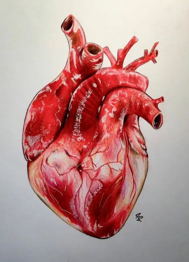 Сердце здорового человека